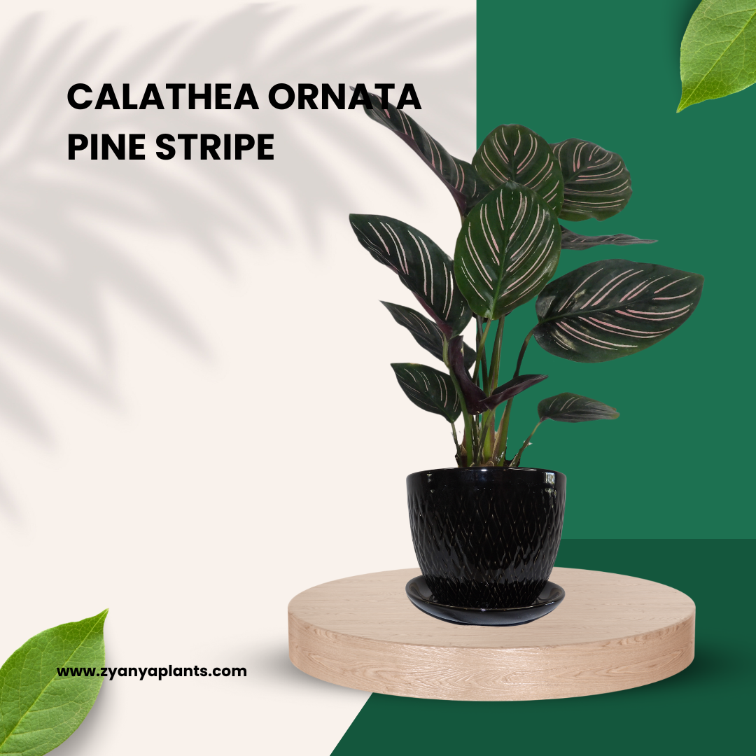 Calathea Ornata - Pink Striped