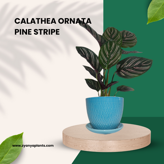 Calathea Ornata - Pink Striped