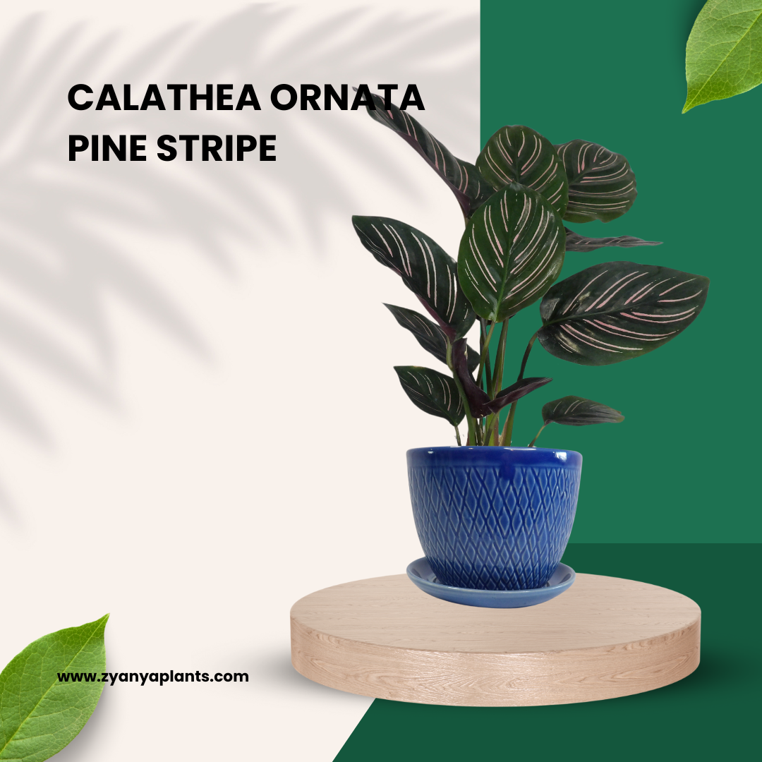 Calathea Ornata - Pink Striped