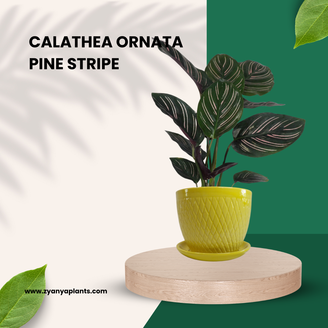 Calathea Ornata - Pink Striped