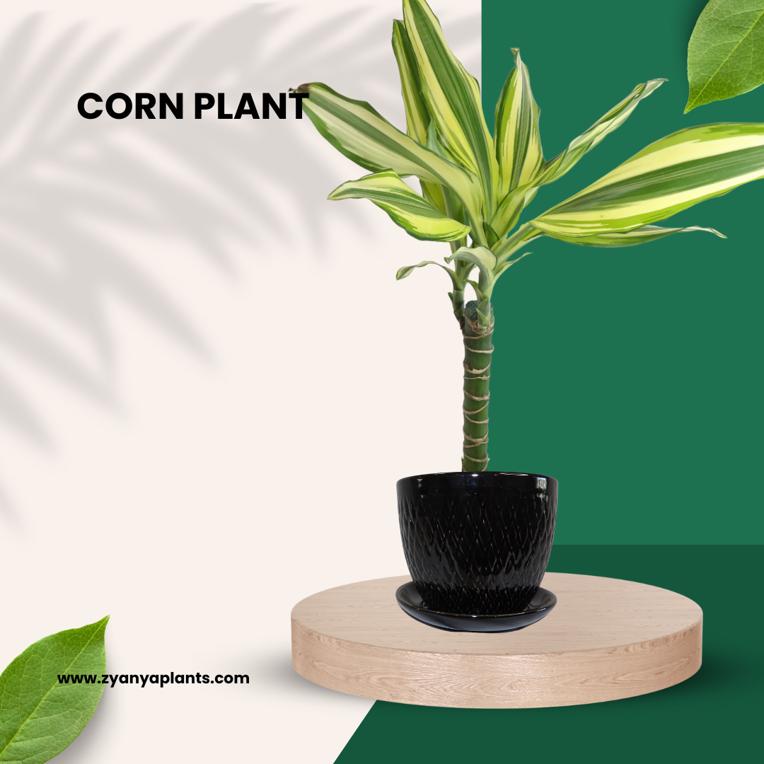 Dracaena - Corn Plant