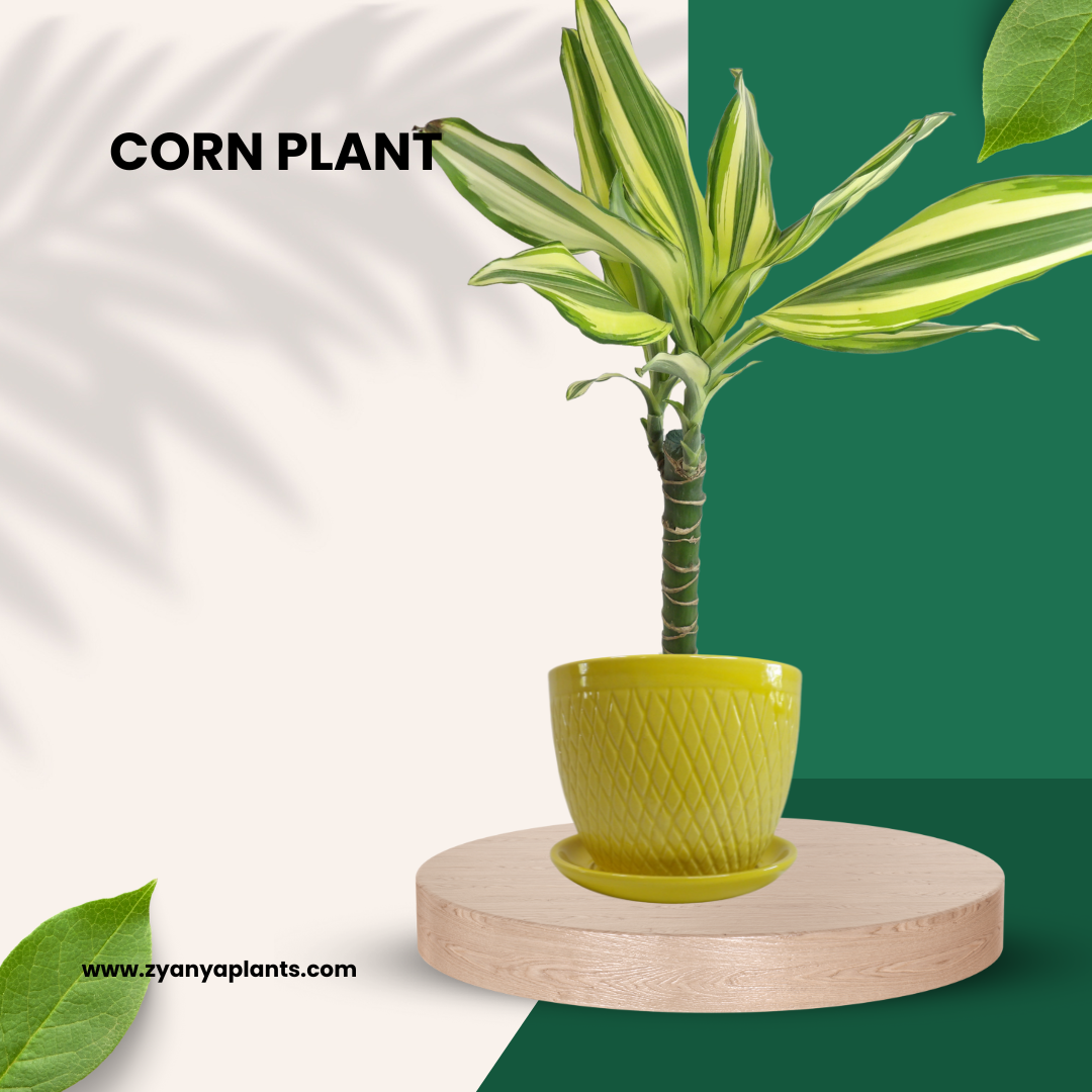 Dracaena - Corn Plant