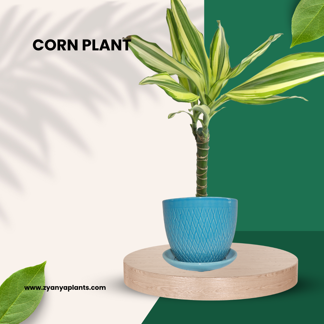 Dracaena - Corn Plant