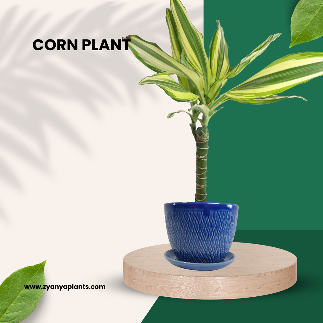 Dracaena - Corn Plant