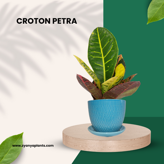 CROTON PETRA PLANT