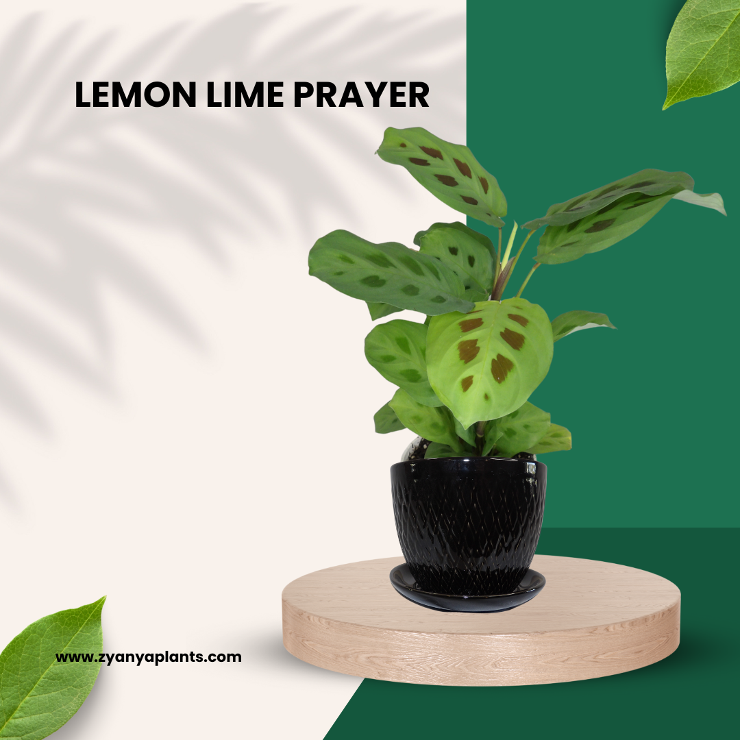 LEMON LIME PRAYER