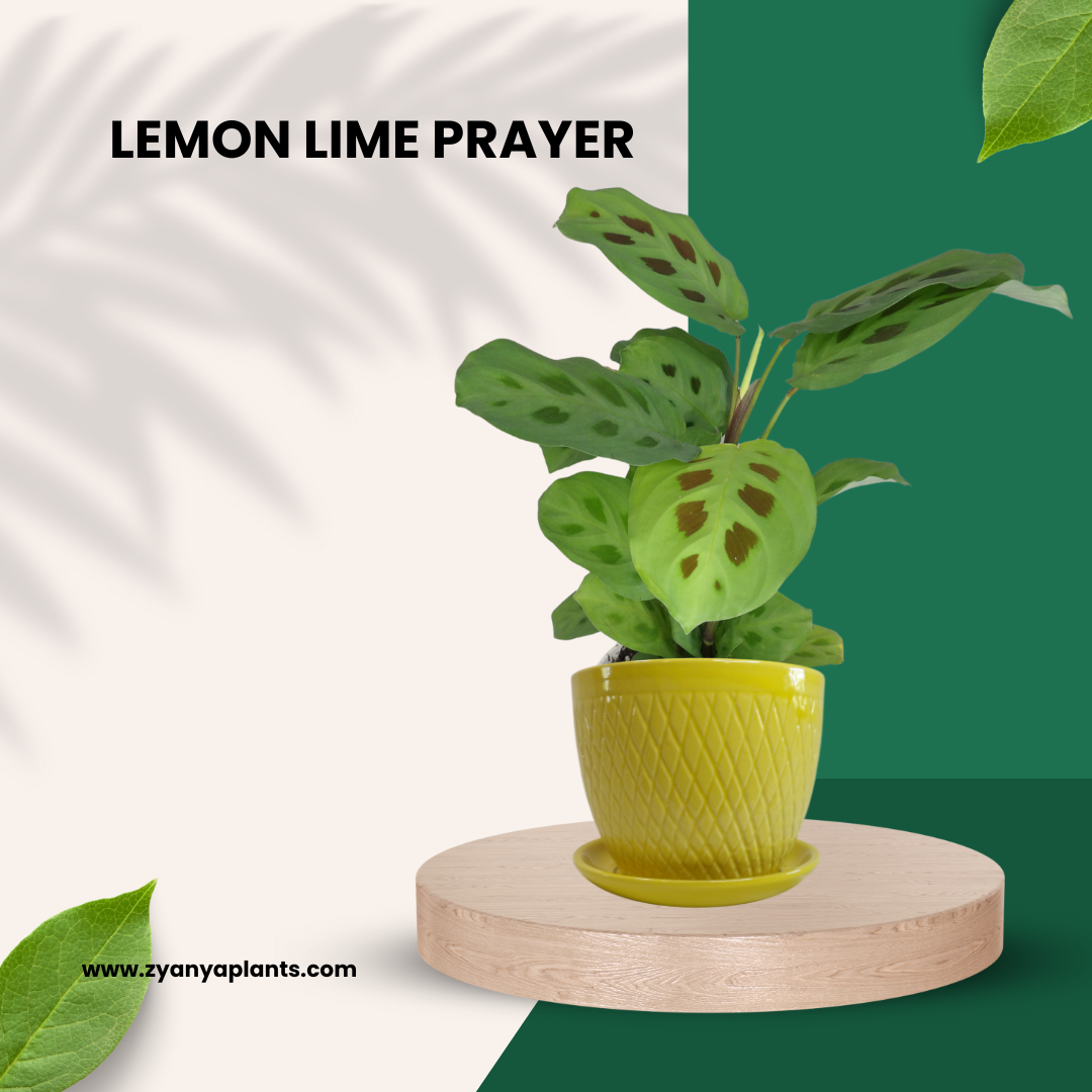 LEMON LIME PRAYER