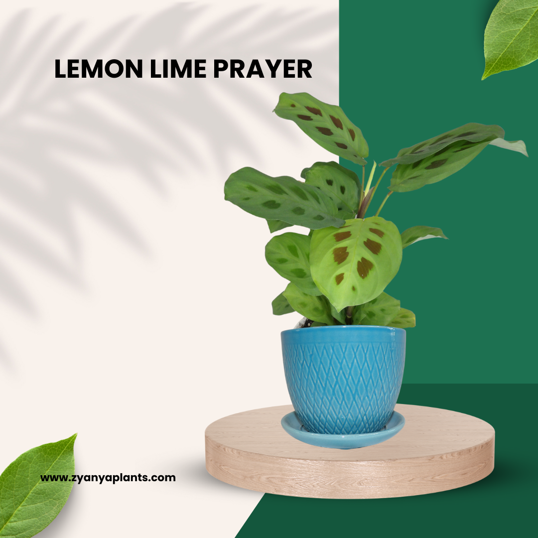 LEMON LIME PRAYER