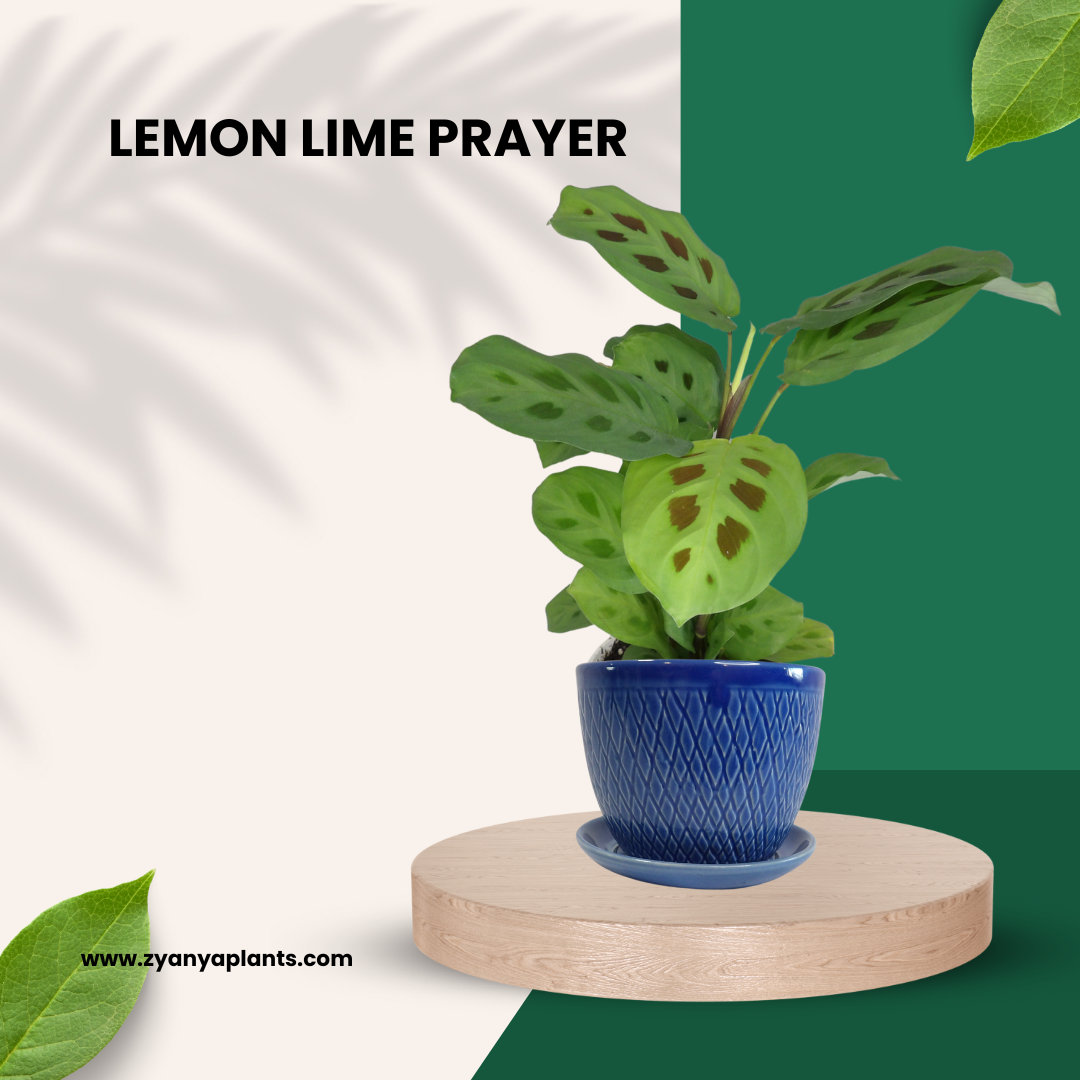 LEMON LIME PRAYER