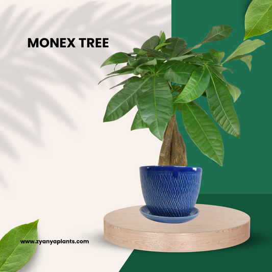 MONEX TREE