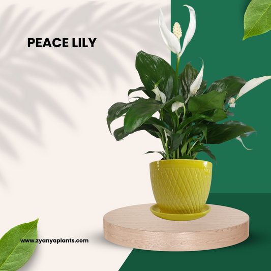 PEACE LILY