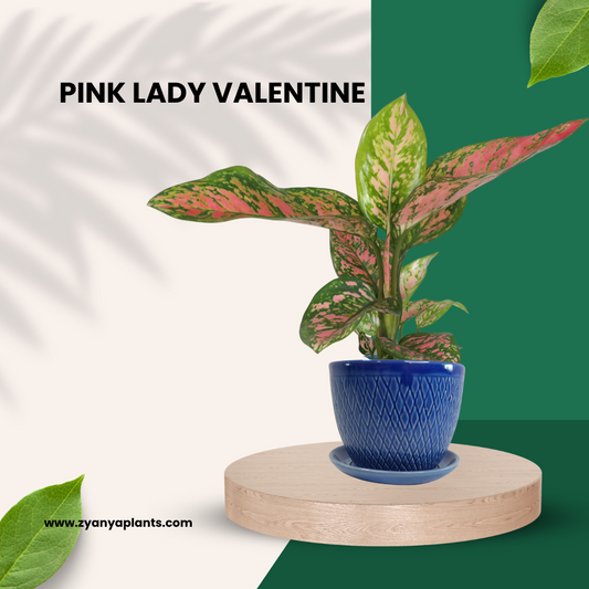 Evergreen Lady Valentine