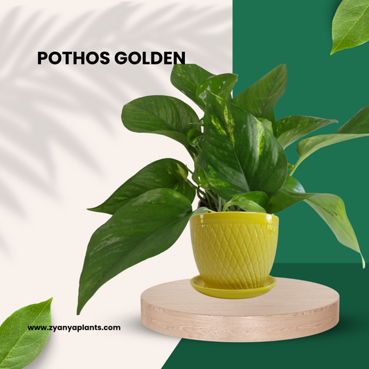 POTHOS GOLDEN